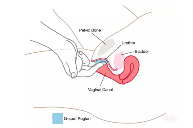 怎么撩她G點，安全又健康(圖1)